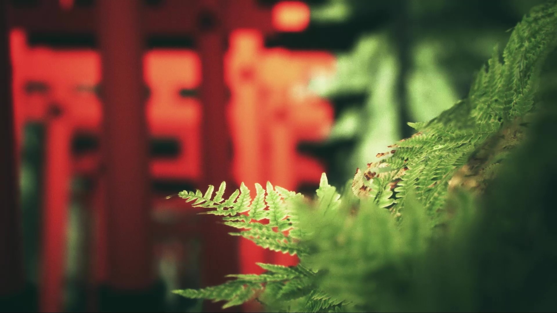 Explore Fushimi Inari Screenshot 2